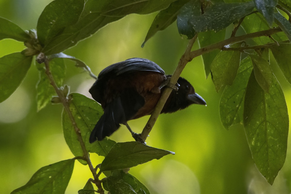 Silver-beaked Tanager - ML640190485