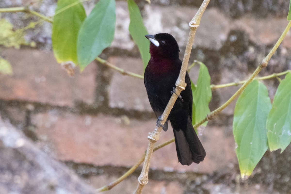 Silver-beaked Tanager - ML640190486