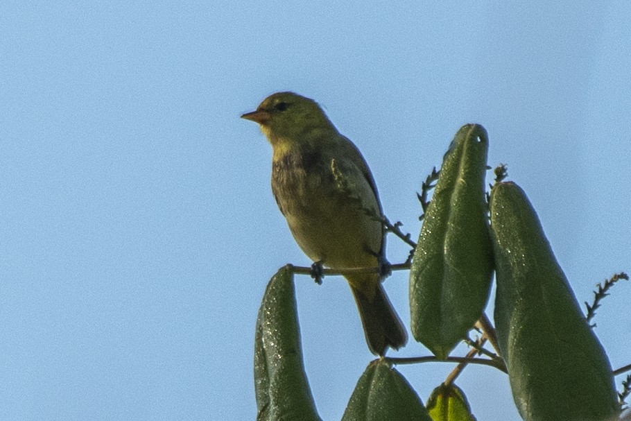 Rufous-headed Tanager - ML640190509
