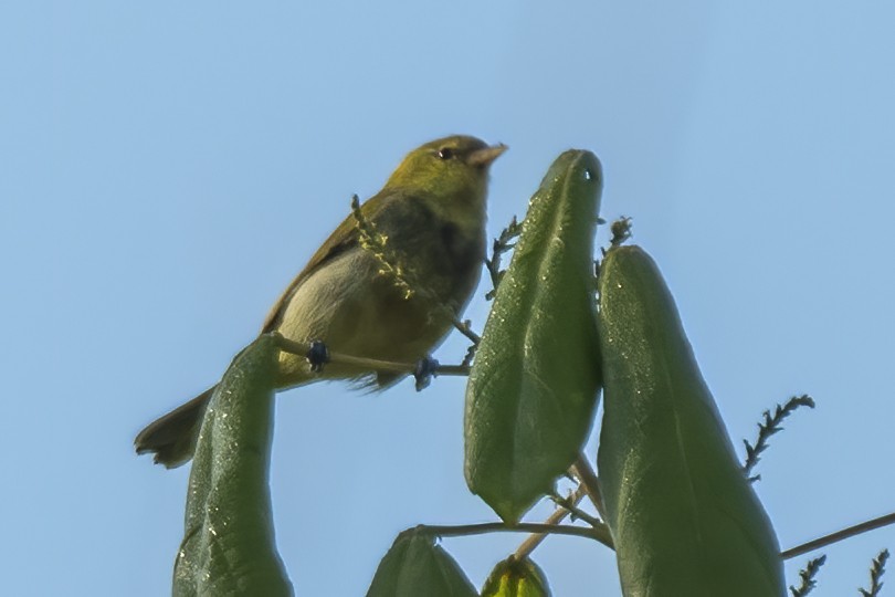 Rufous-headed Tanager - ML640190510