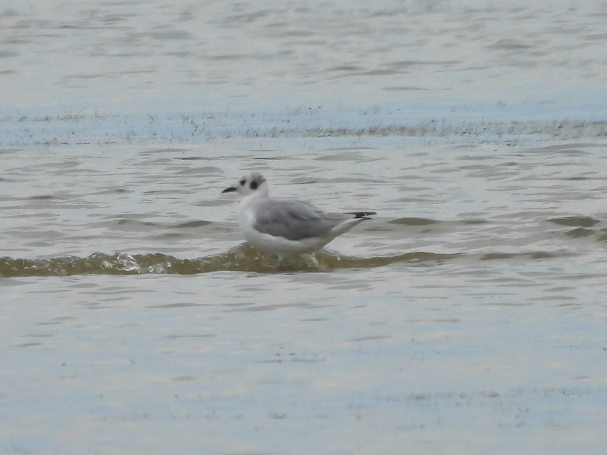 Bonaparte's Gull - ML640190545