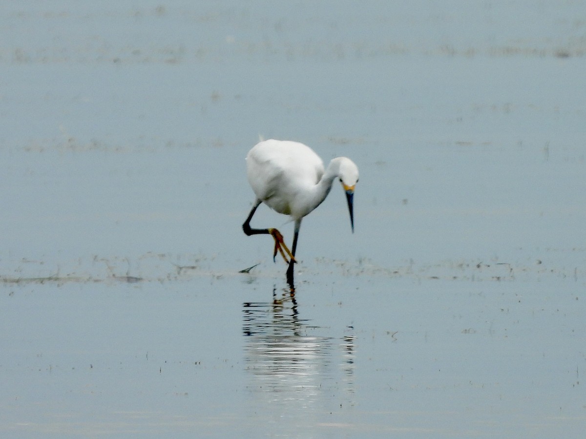 Snowy Egret - ML640190553