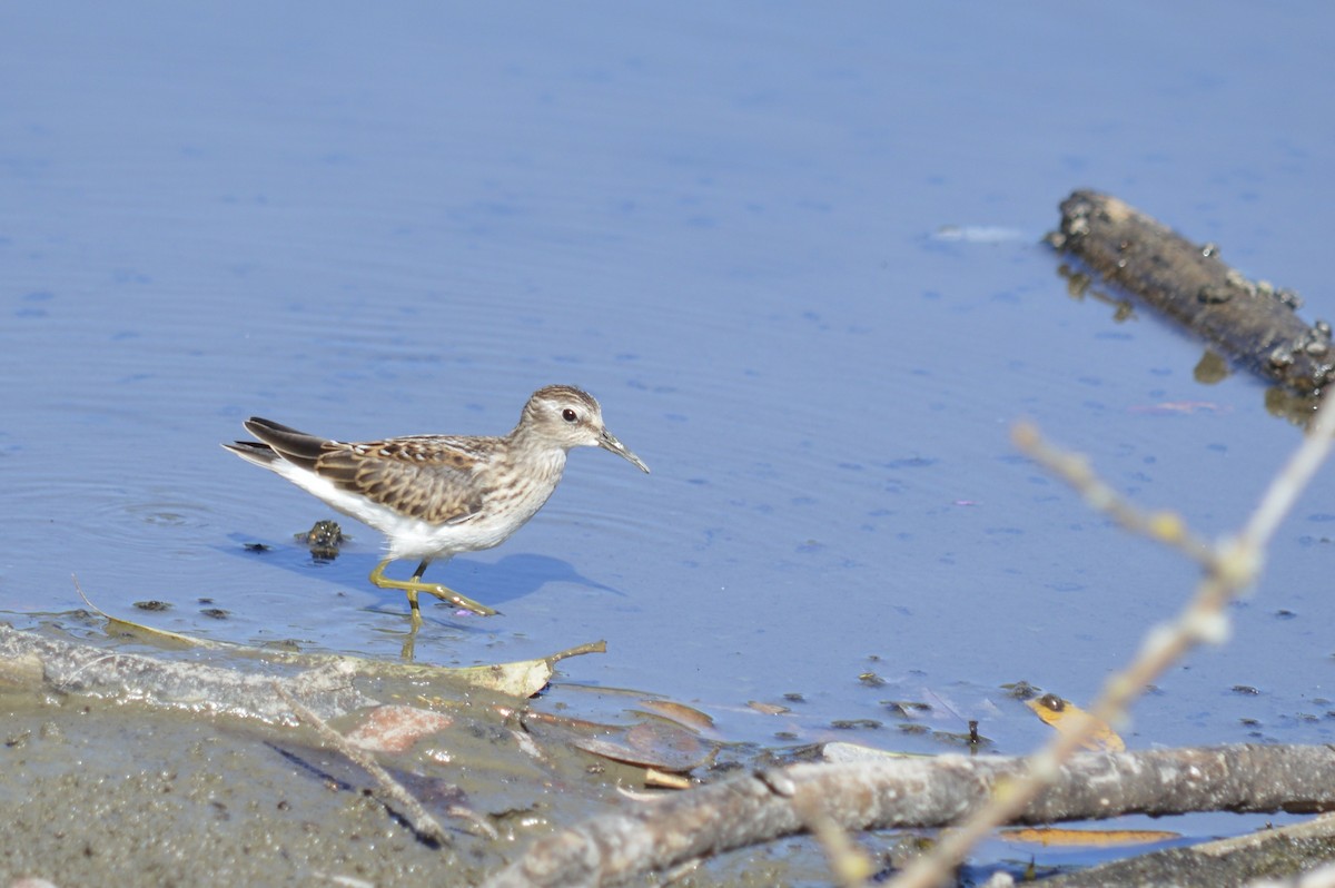 Least Sandpiper - ML640190585