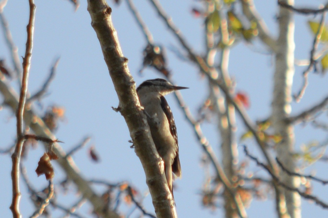 Hairy Woodpecker - ML640190594