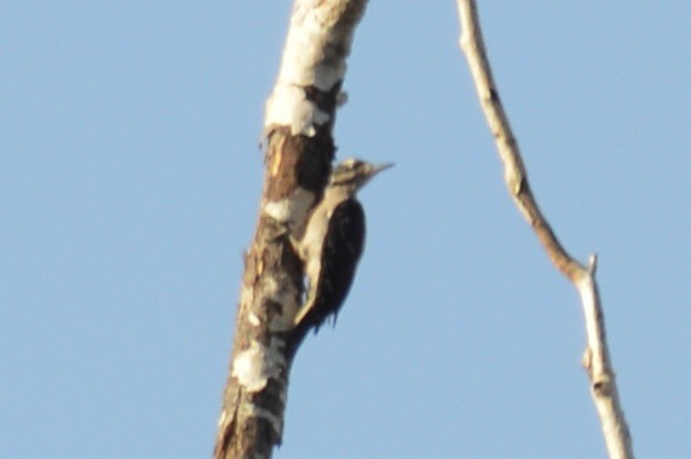 Hairy Woodpecker - ML640190603