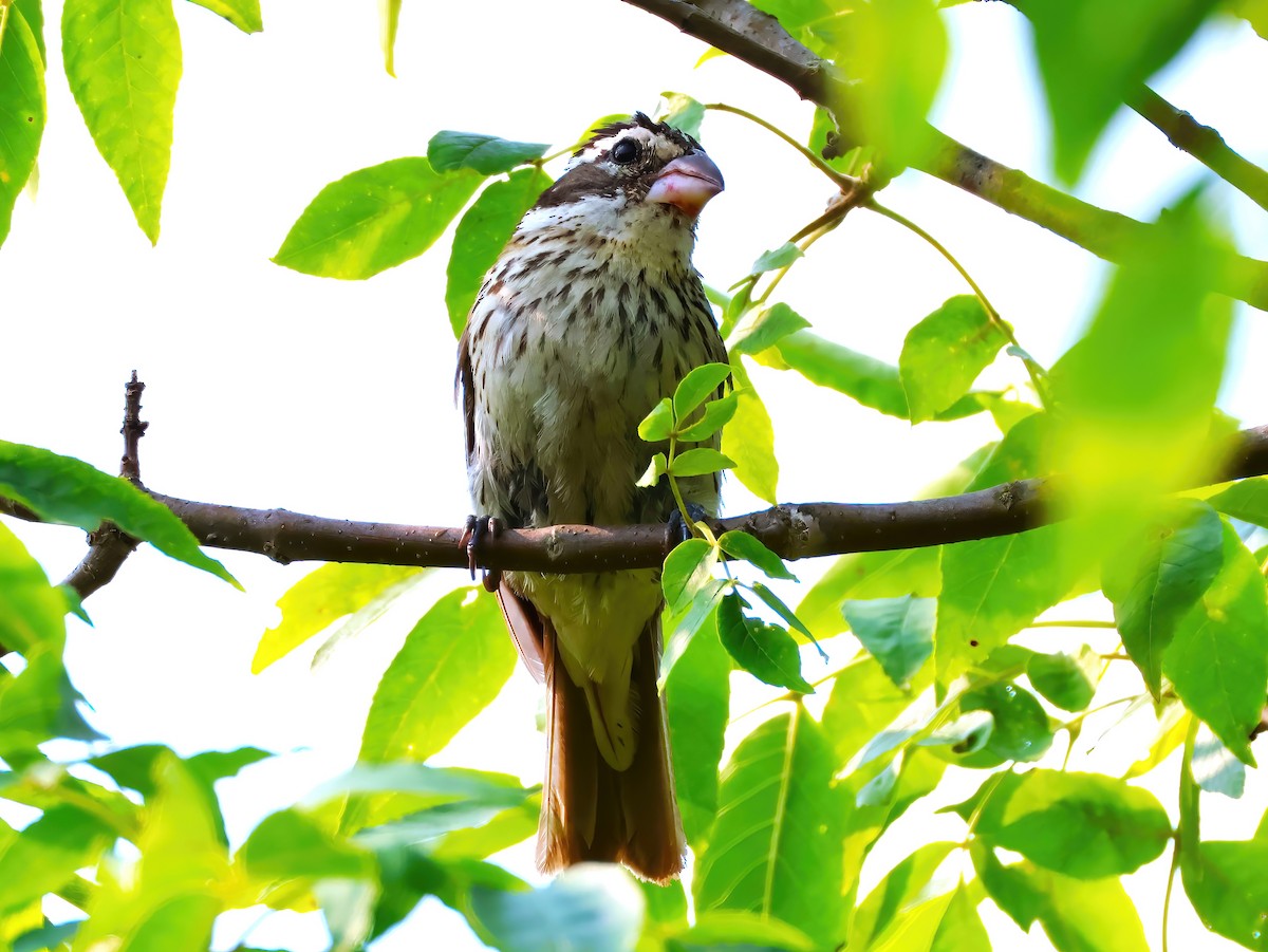Rose-breasted Grosbeak - ML640190671