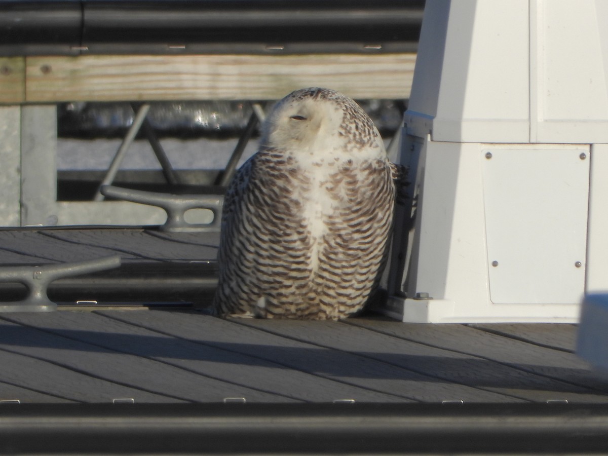 Snowy Owl - ML640190672