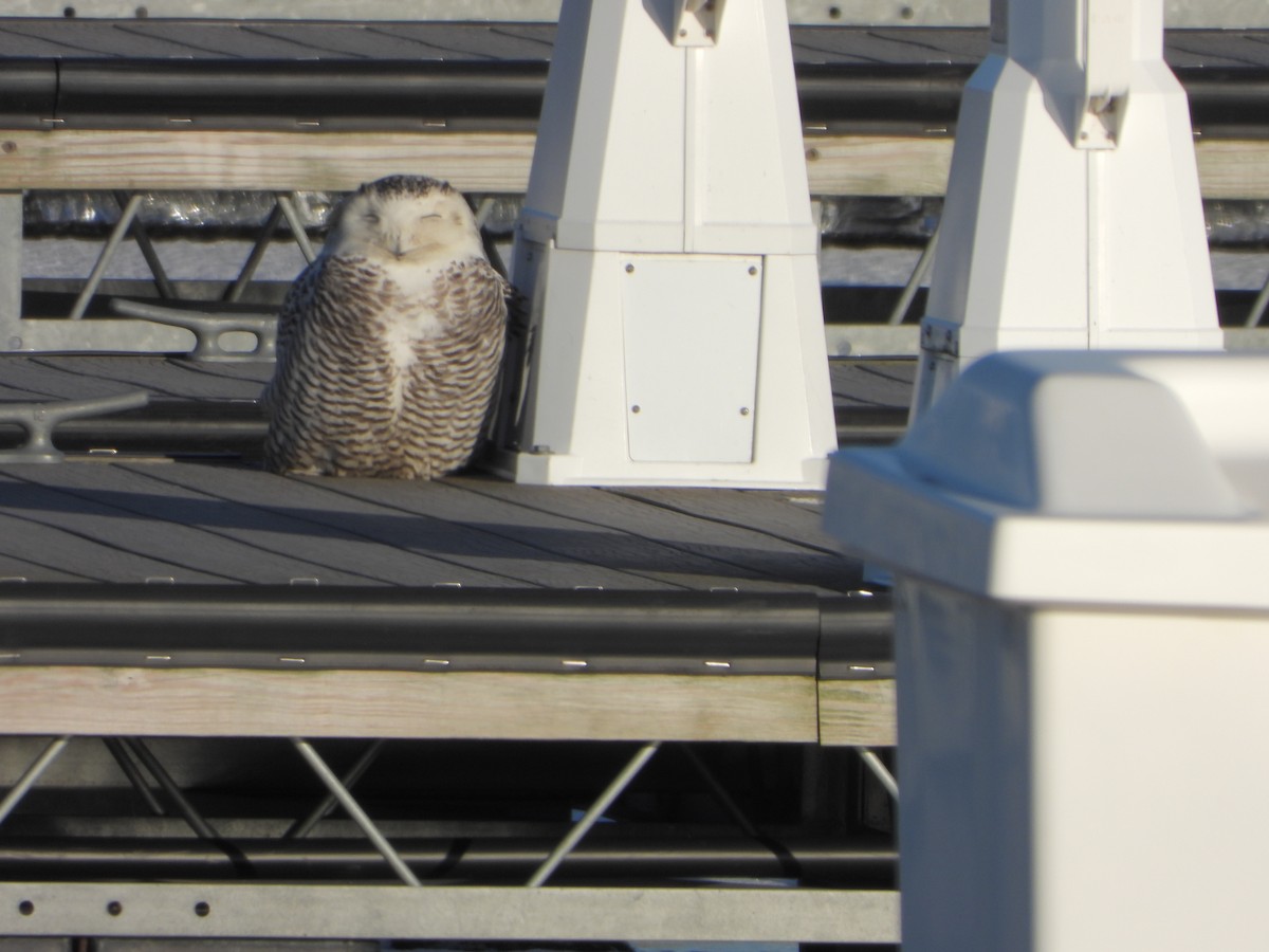 Snowy Owl - ML640190673