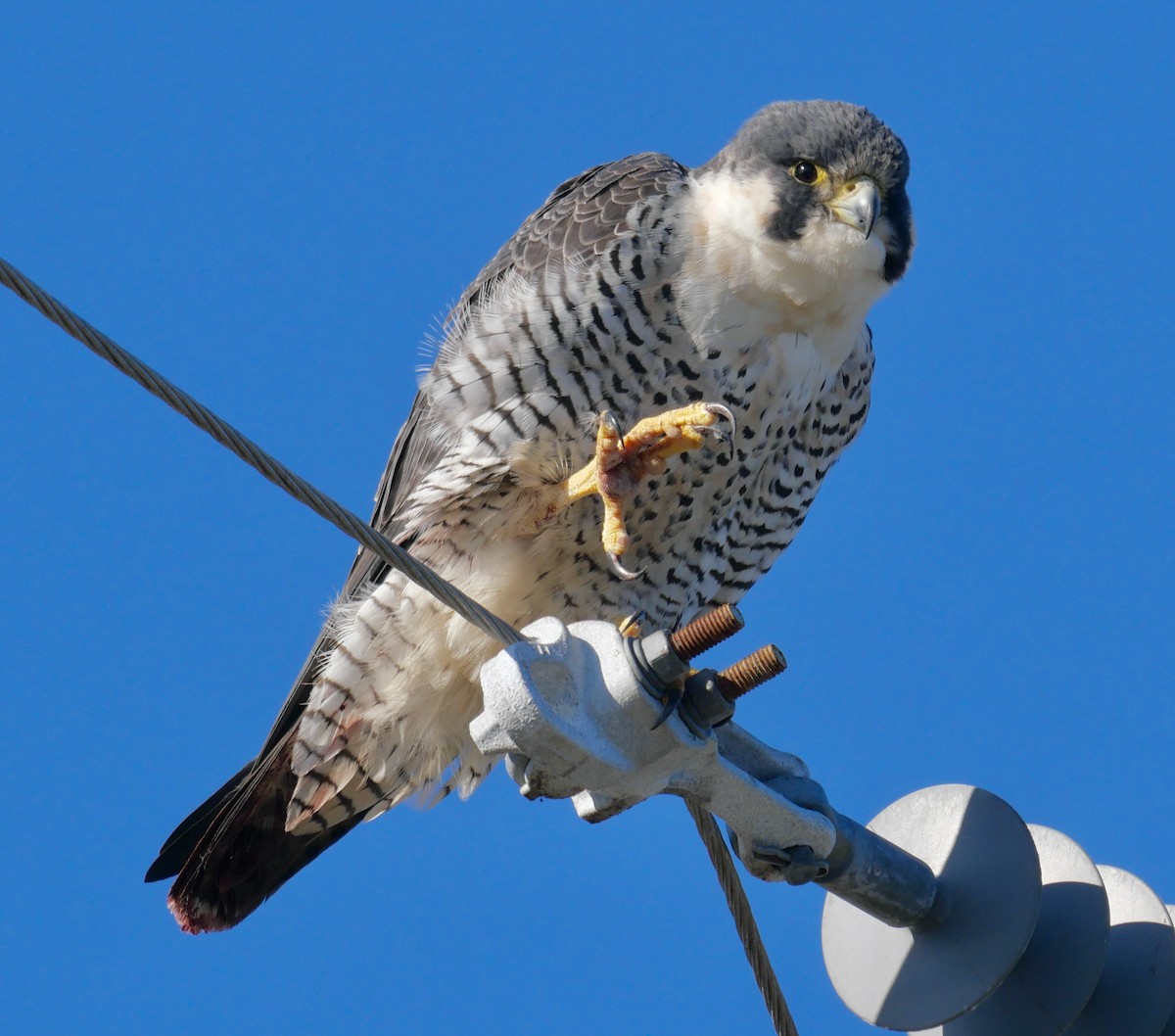 Peregrine Falcon - ML640190679