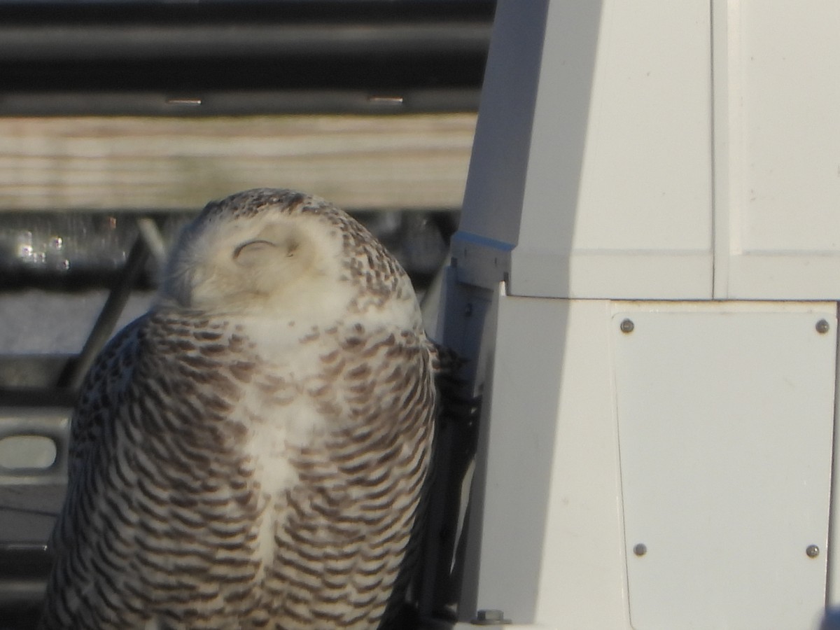Snowy Owl - ML640190687