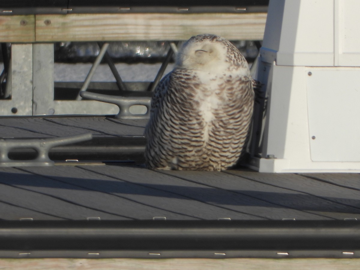 Snowy Owl - ML640190688