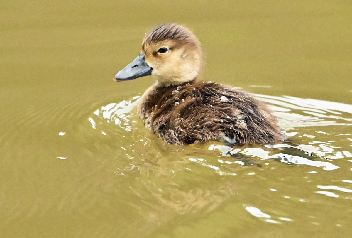 Ring-necked Duck - ML640190738