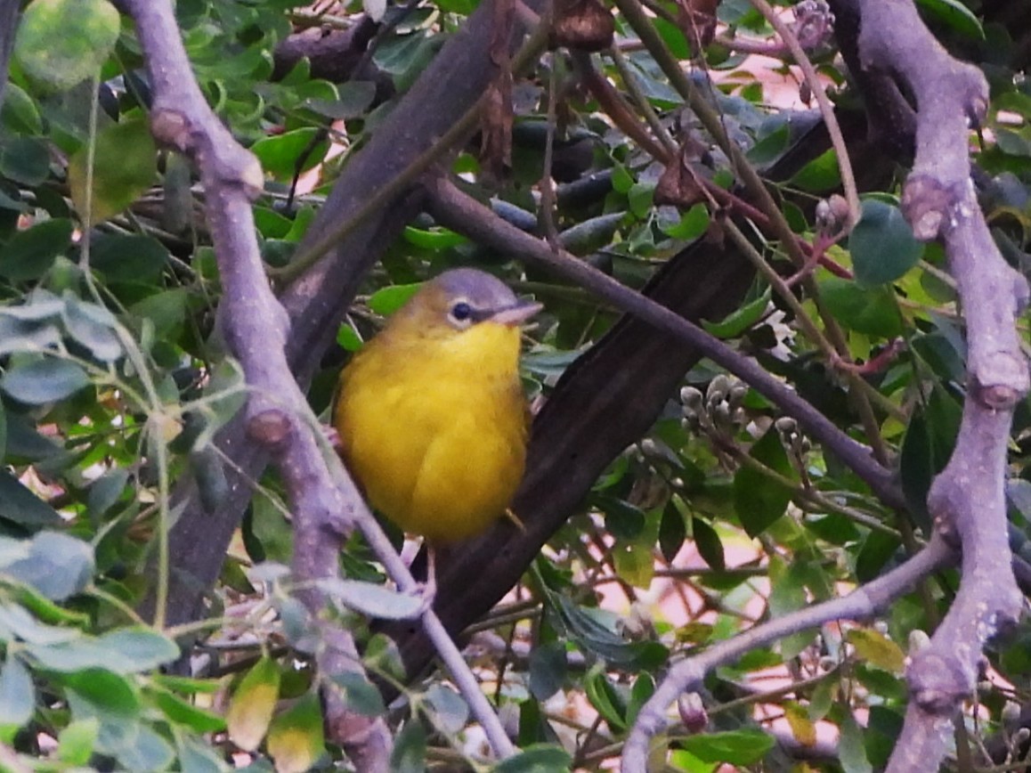 Black-lored Yellowthroat - ML640190769