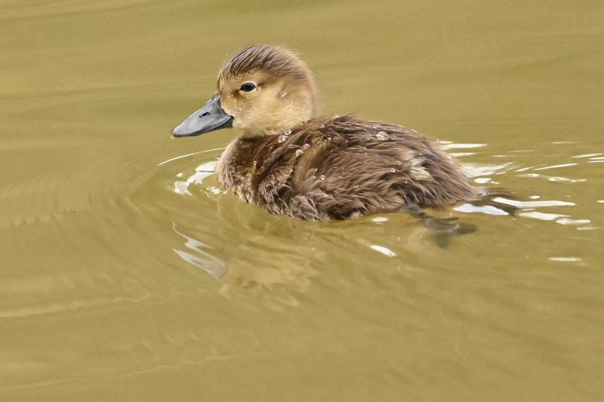 Ring-necked Duck - ML640190781