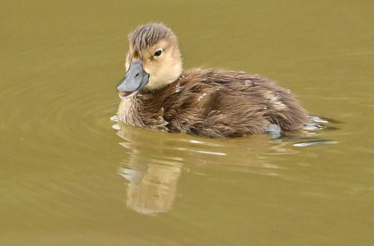 Ring-necked Duck - ML640190786