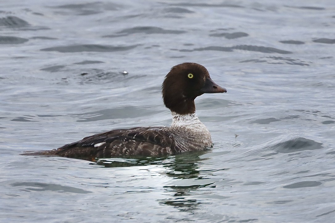 Barrow's Goldeneye - ML640190797