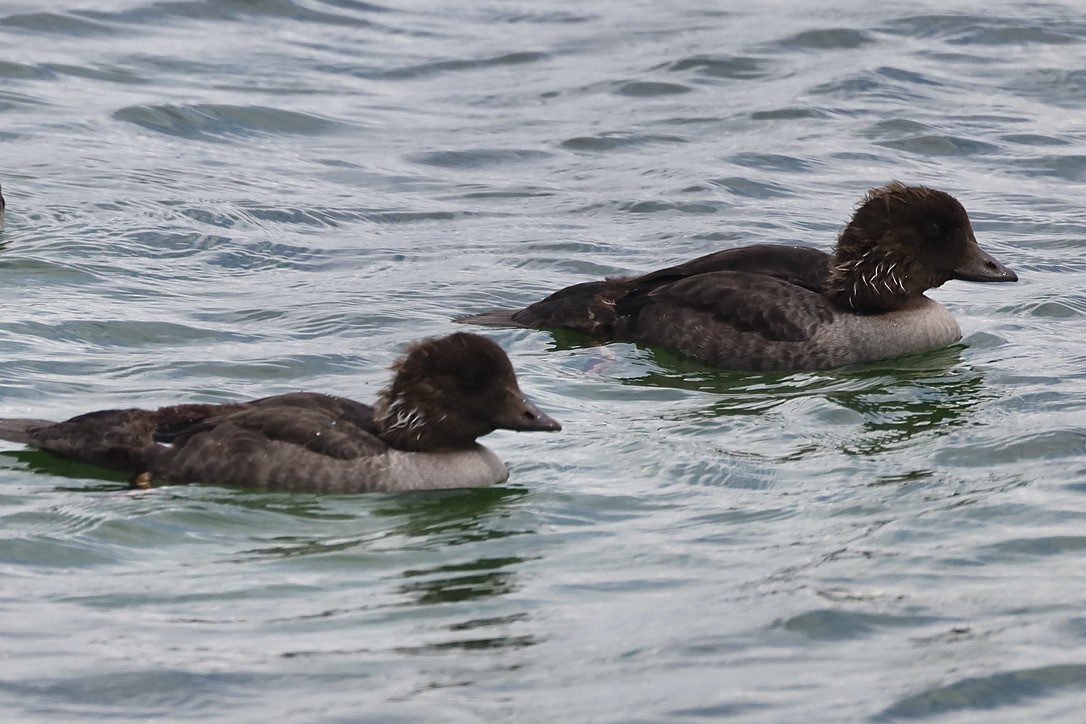 Barrow's Goldeneye - ML640190800