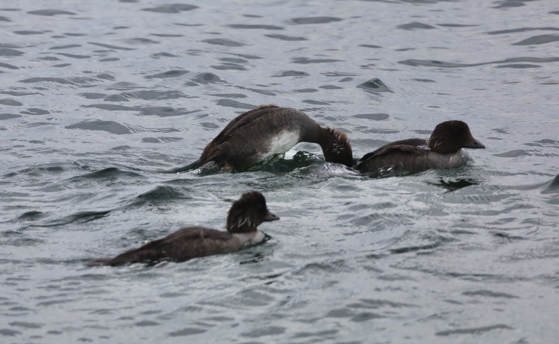 Barrow's Goldeneye - ML640190801