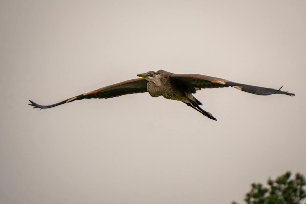 Great Blue Heron - ML640190835