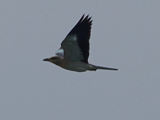 European Roller - ML640190862