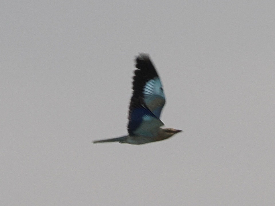 European Roller - ML640190864