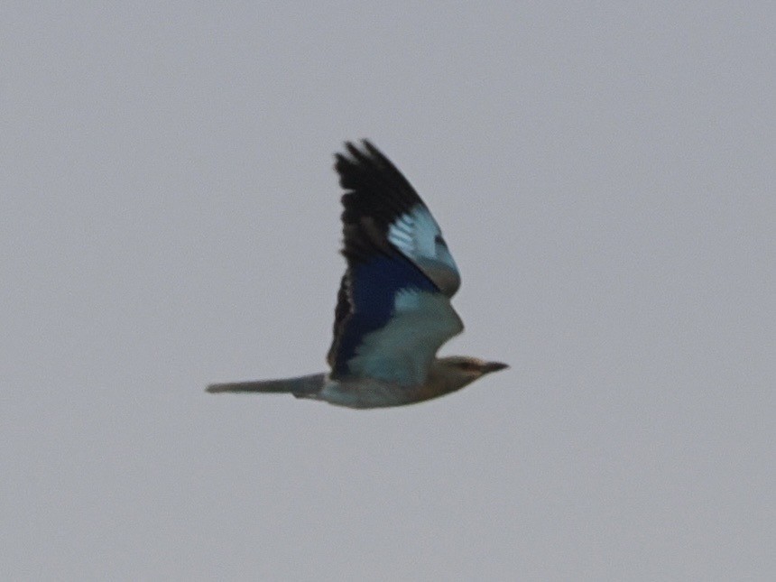 European Roller - ML640190865