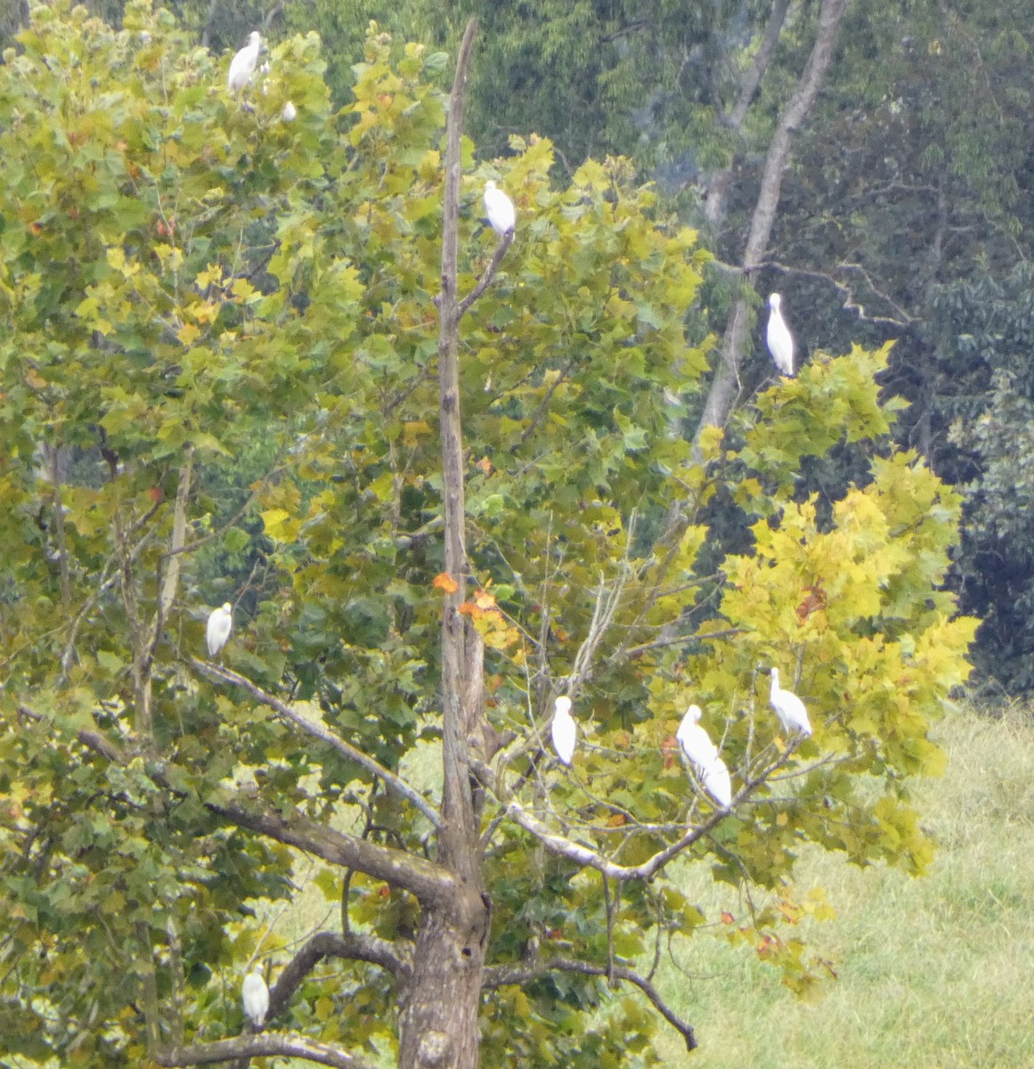 Western Cattle-Egret - ML640190889