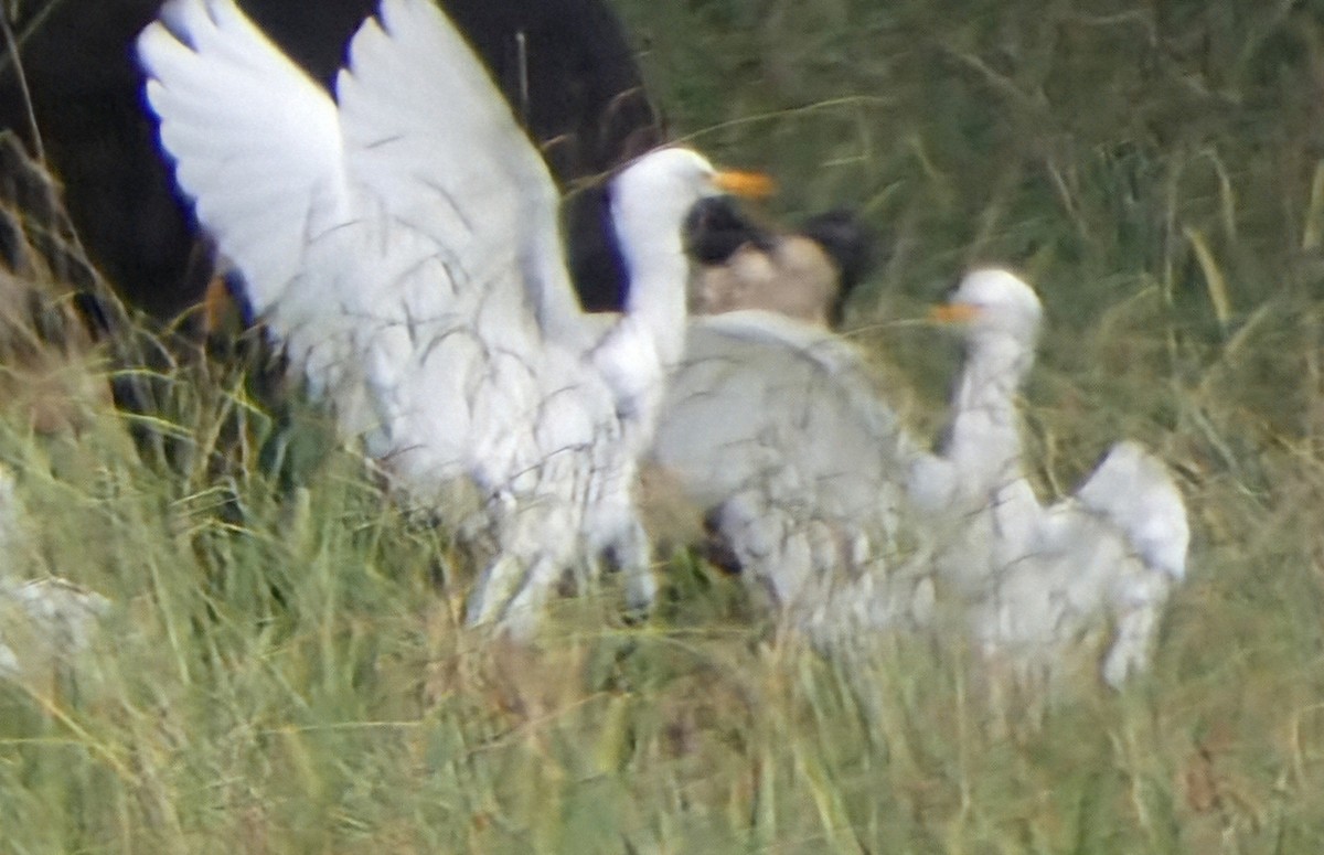 Western Cattle-Egret - ML640190890