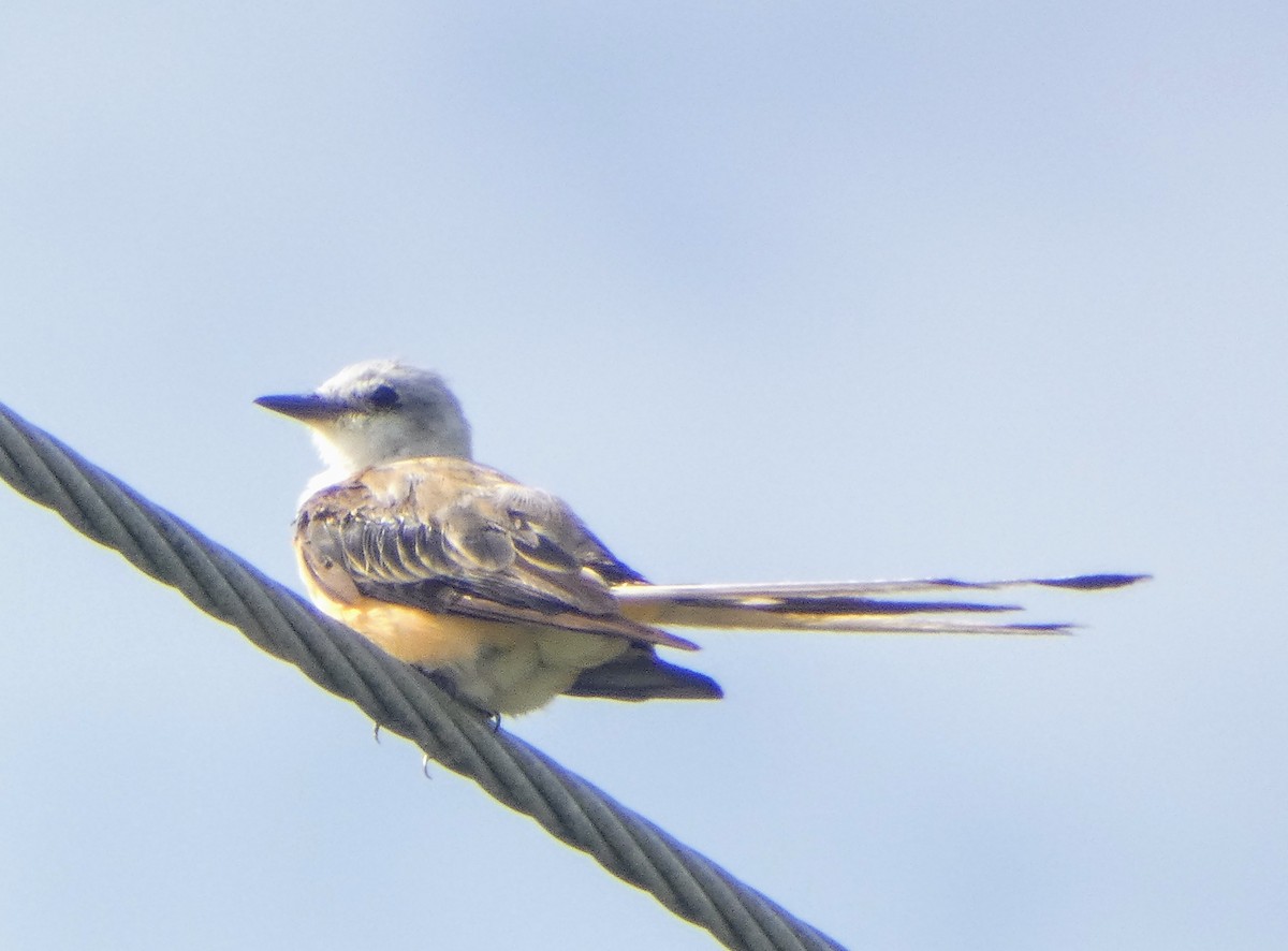 Scissor-tailed Flycatcher - ML640190943