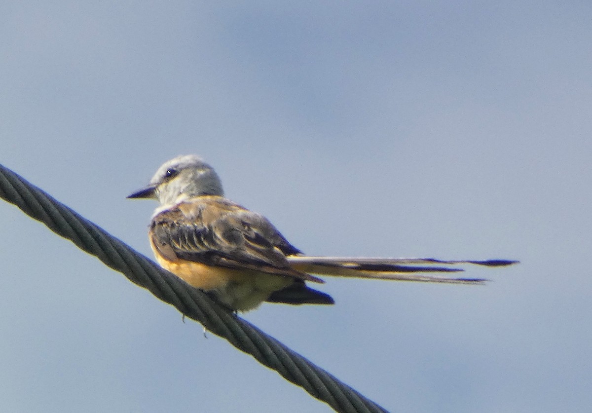 Scissor-tailed Flycatcher - ML640190944