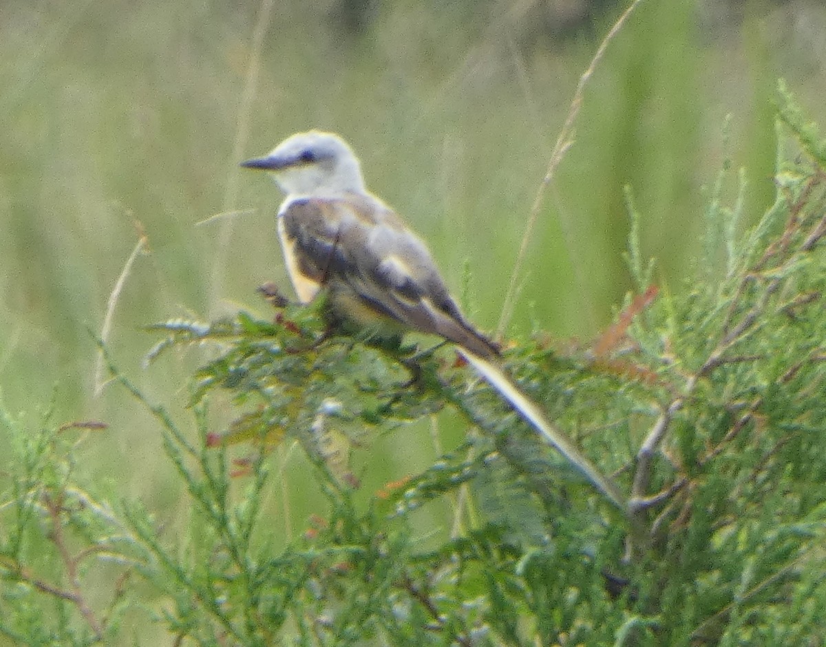 Scissor-tailed Flycatcher - ML640190945