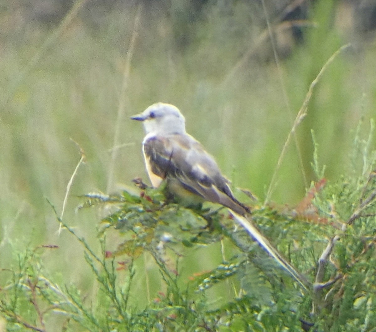 Scissor-tailed Flycatcher - ML640190946