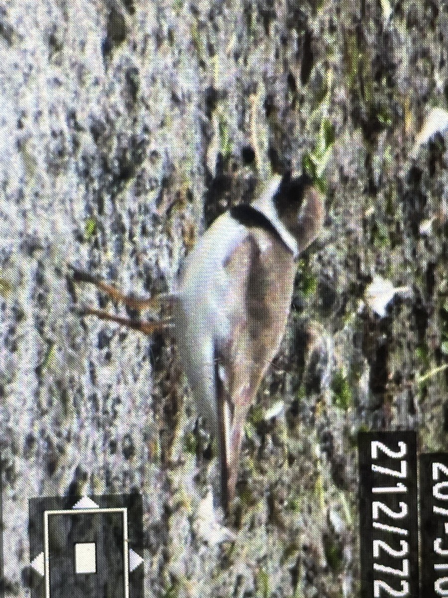 Semipalmated Plover - ML640190963