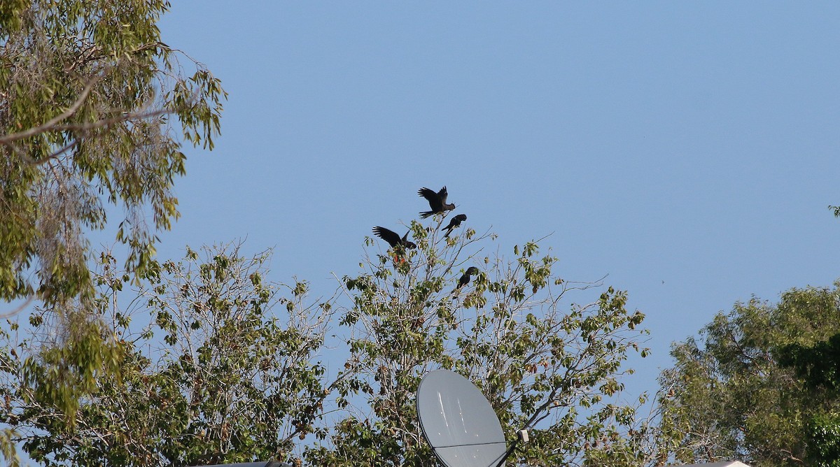 Red-tailed Black-Cockatoo - ML640190970
