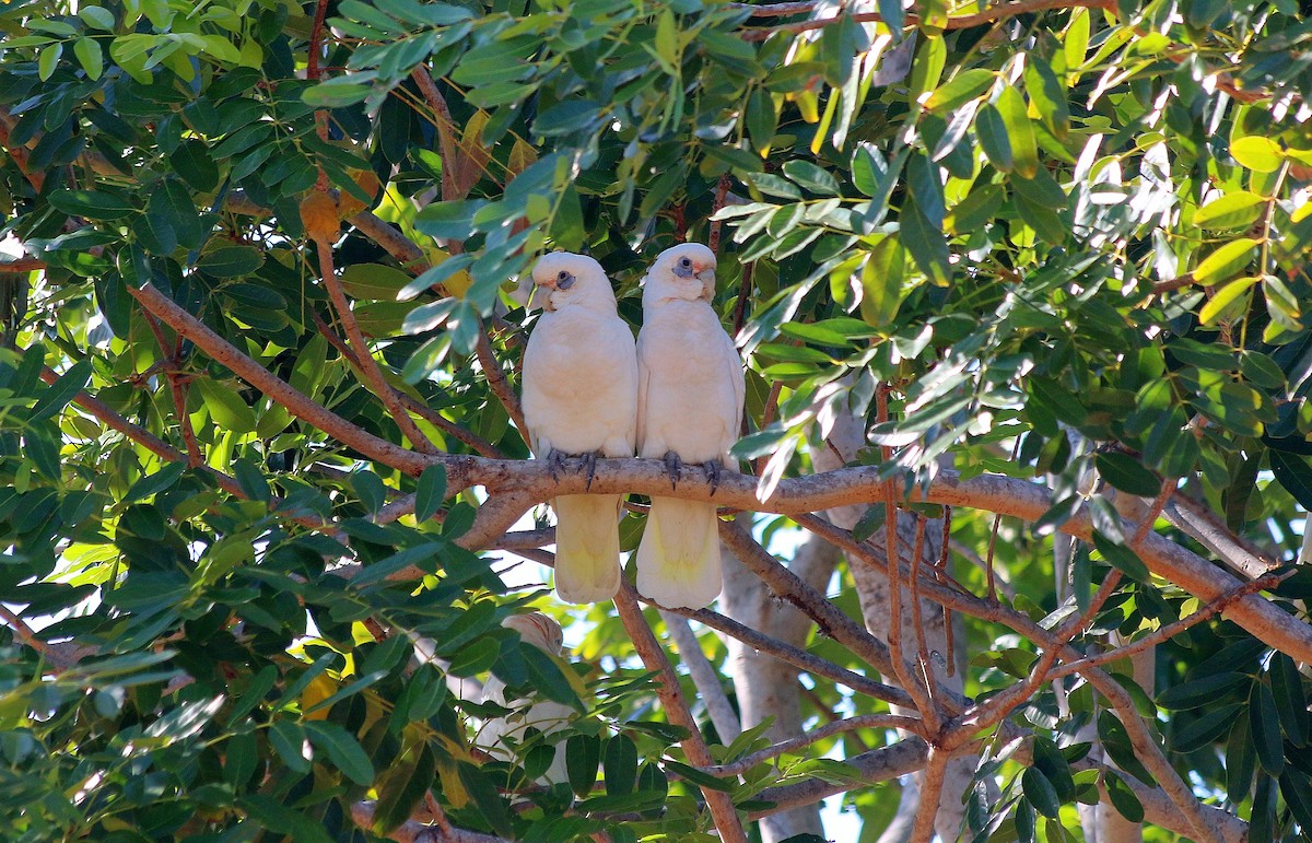 Little Corella - ML640190974