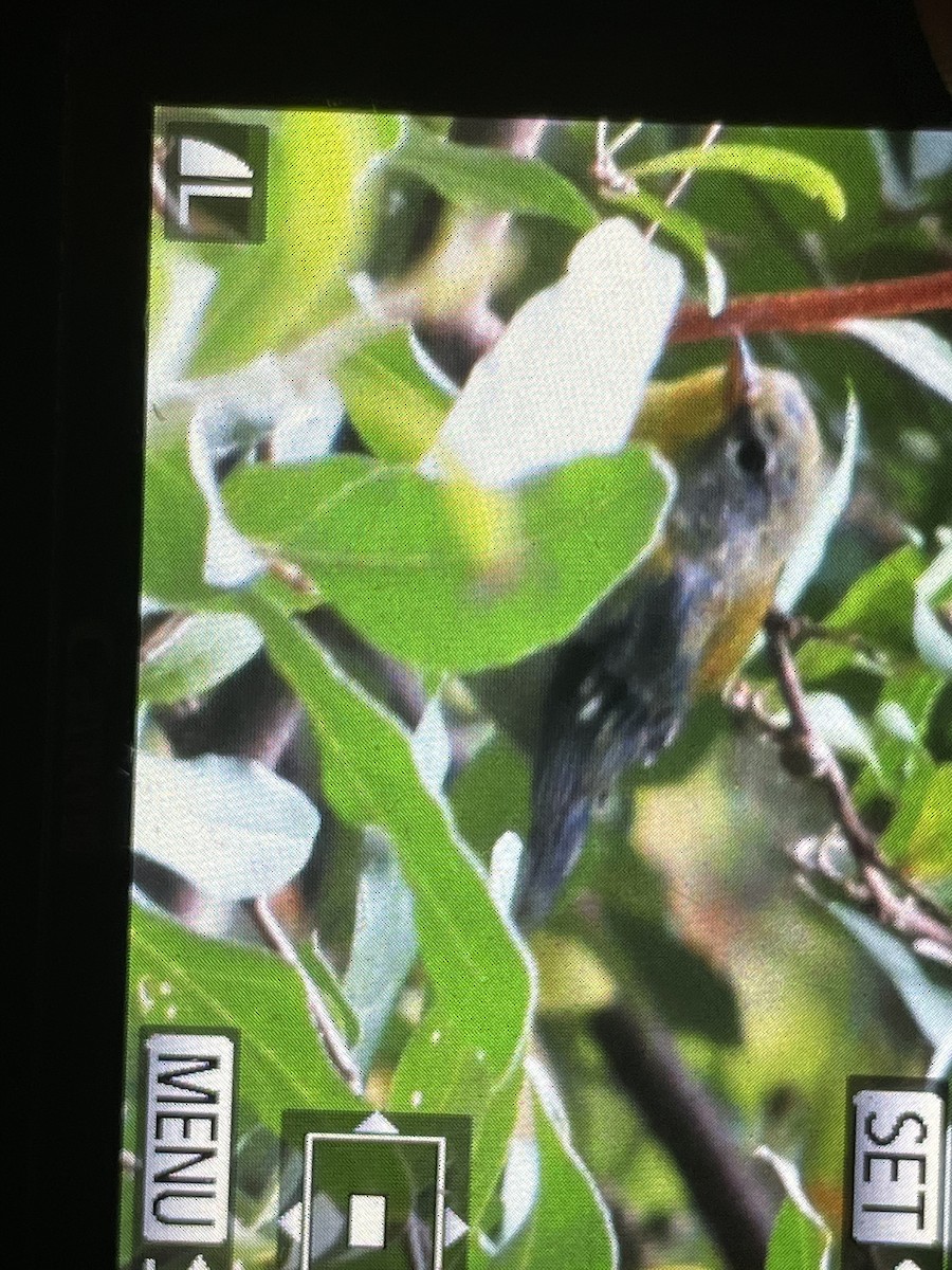 Northern Parula - ML640190976