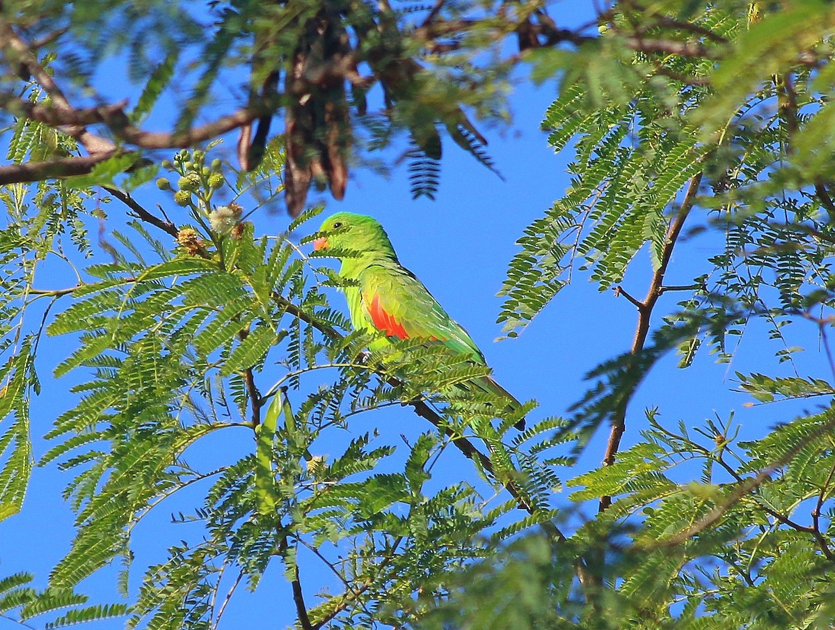 Red-winged Parrot - ML640190986