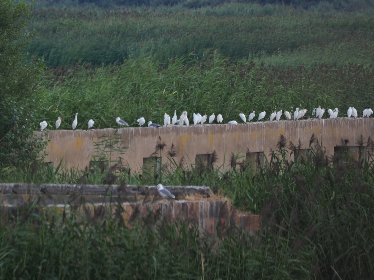 Western Cattle-Egret - ML640190998