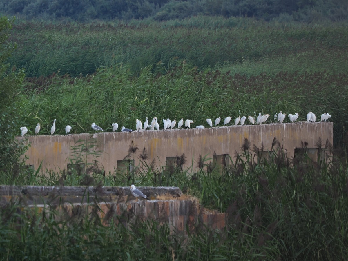 Western Cattle-Egret - ML640190999