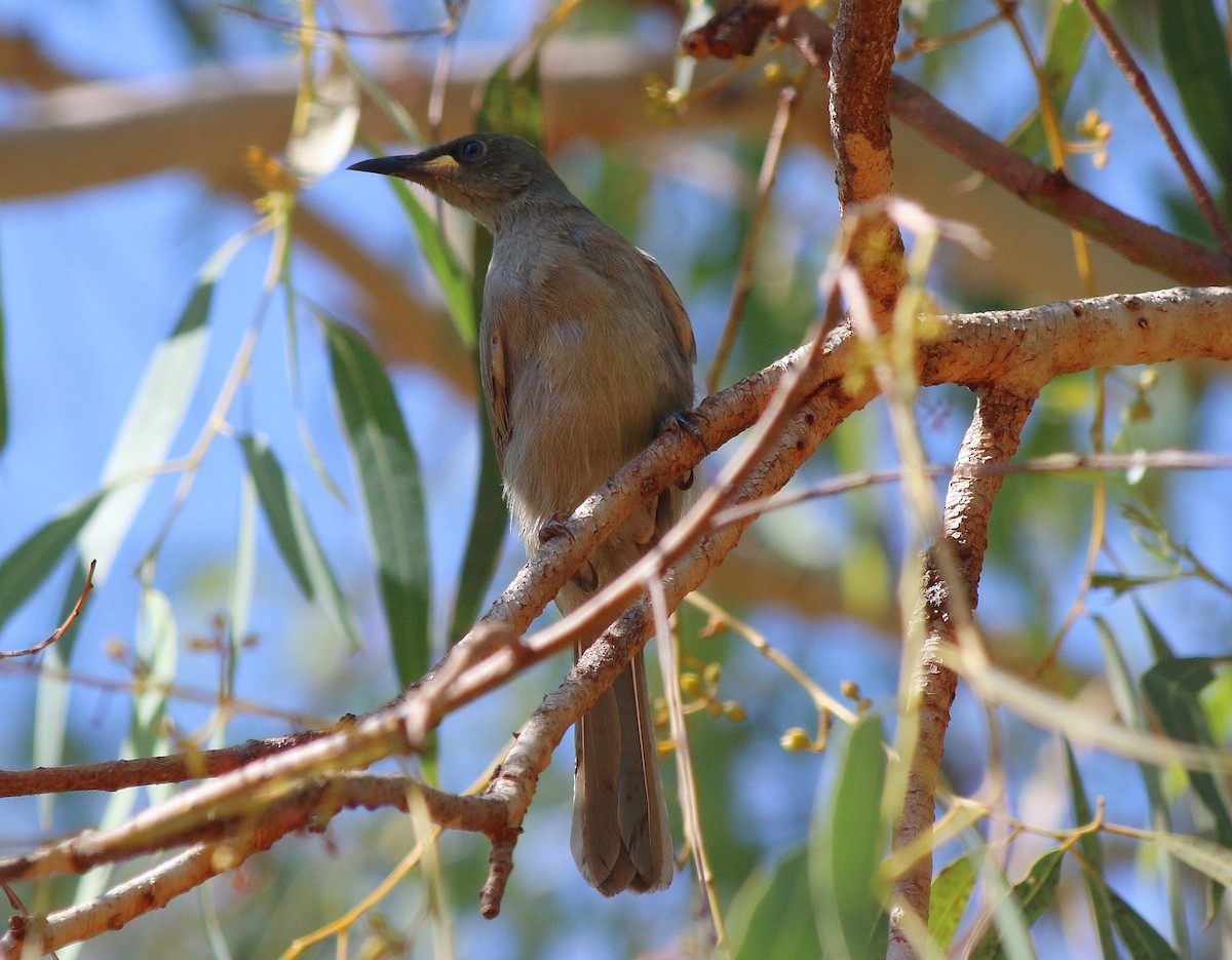 White-gaped Honeyeater - ML640191000