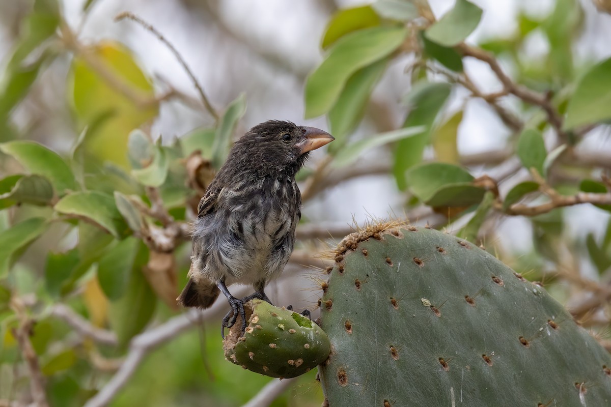 Genovesa Cactus-Finch - ML640191007