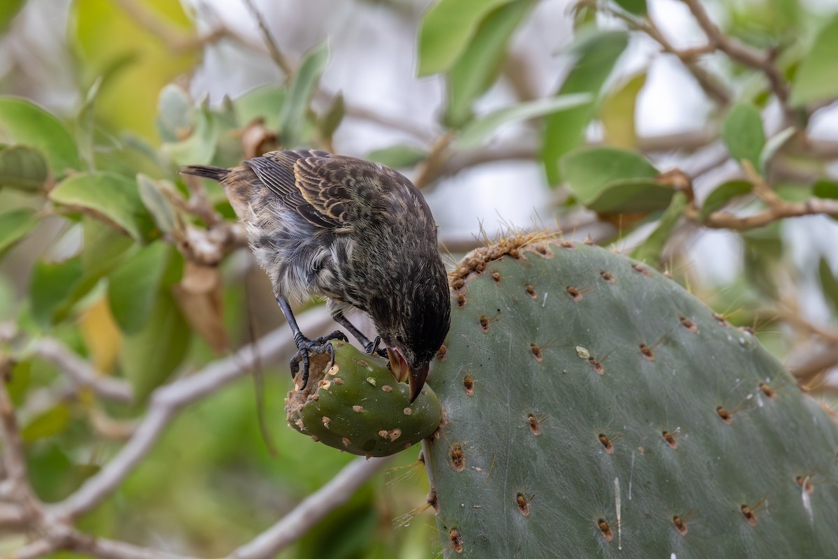 Genovesa Cactus-Finch - ML640191008