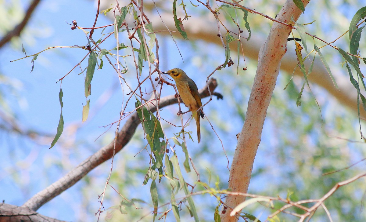 Yellow-tinted Honeyeater - ML640191011
