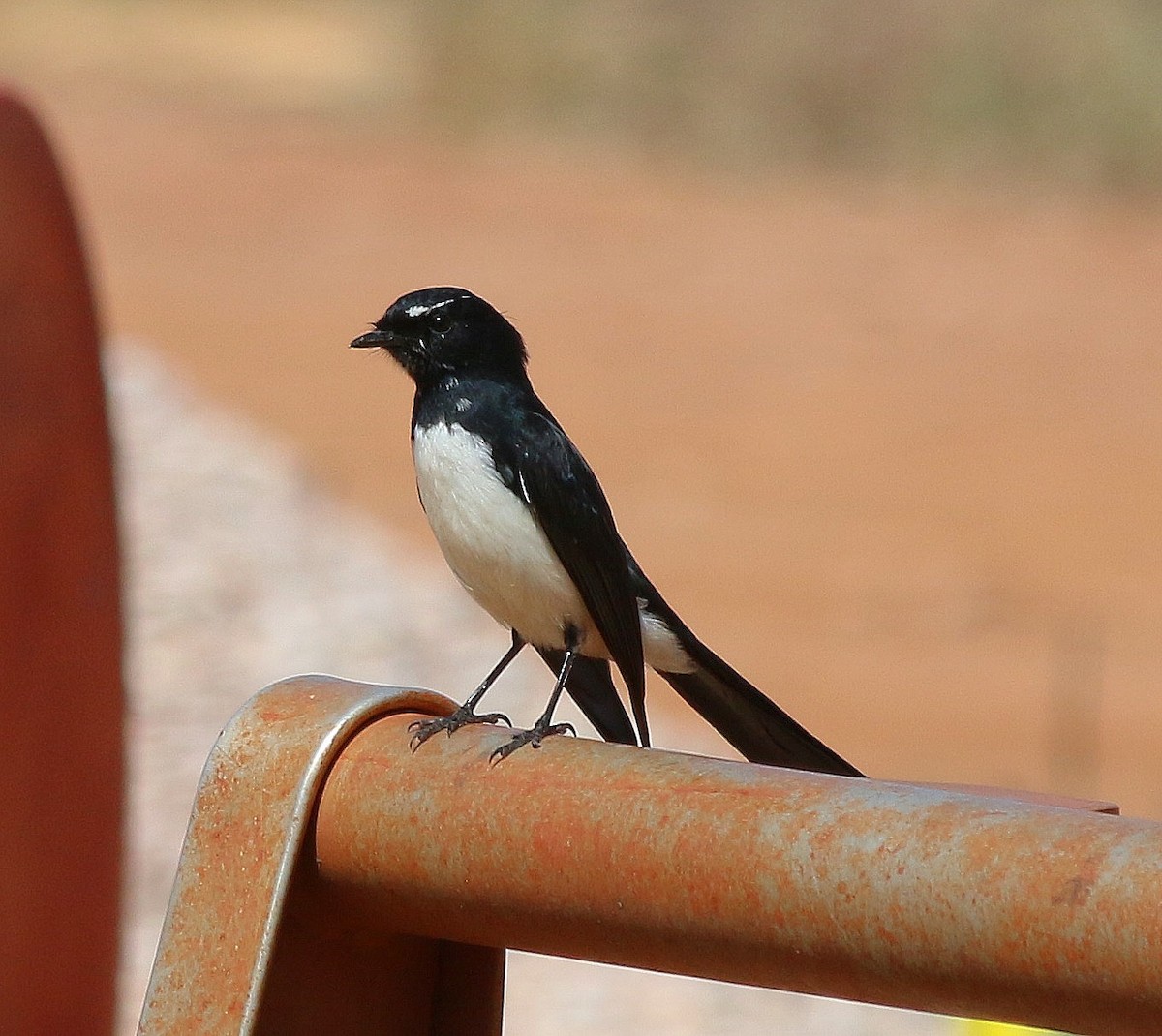 Willie-wagtail - ML640191018