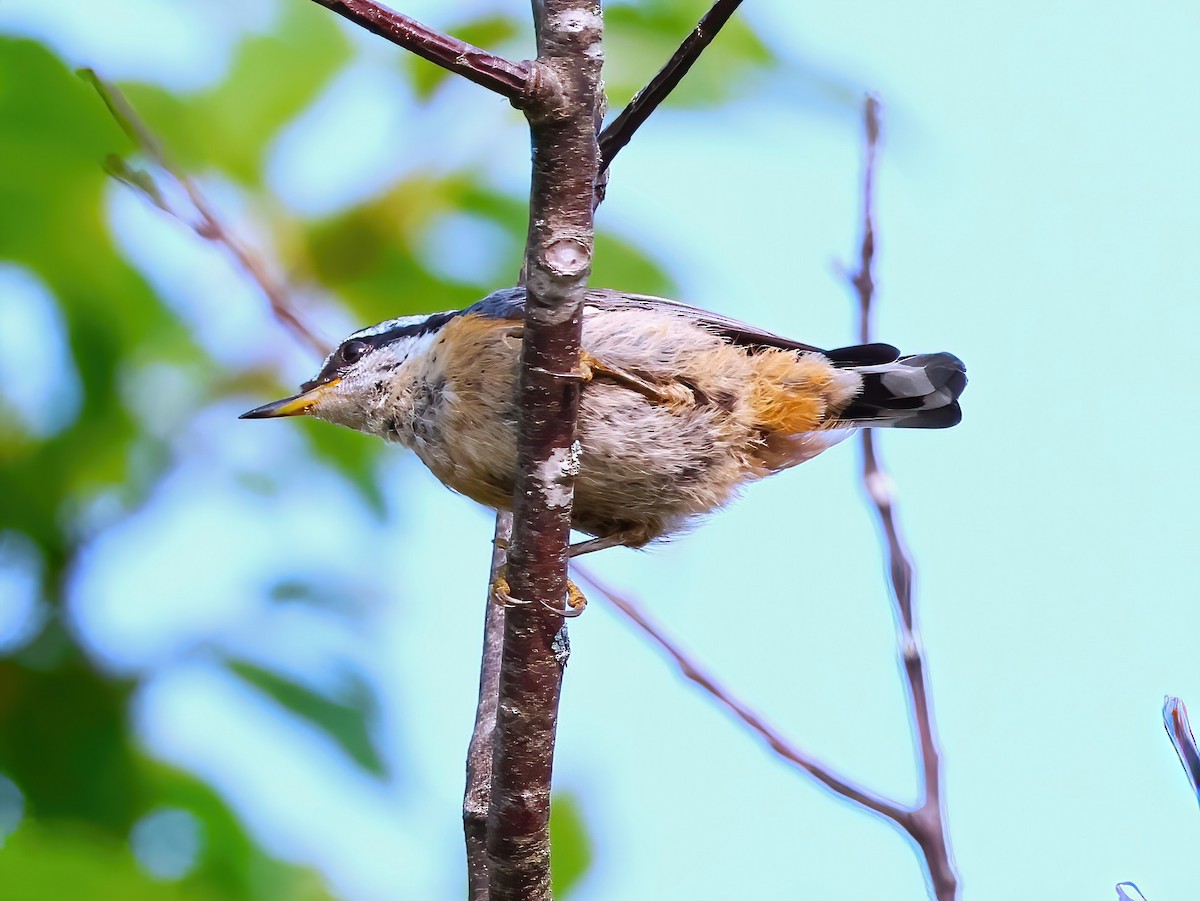 Red-breasted Nuthatch - ML640191026