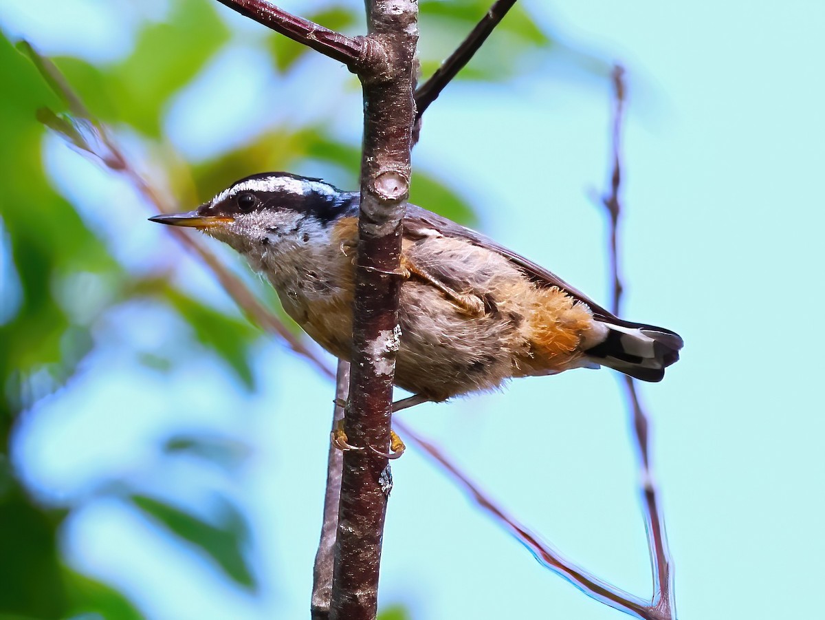 Red-breasted Nuthatch - ML640191027