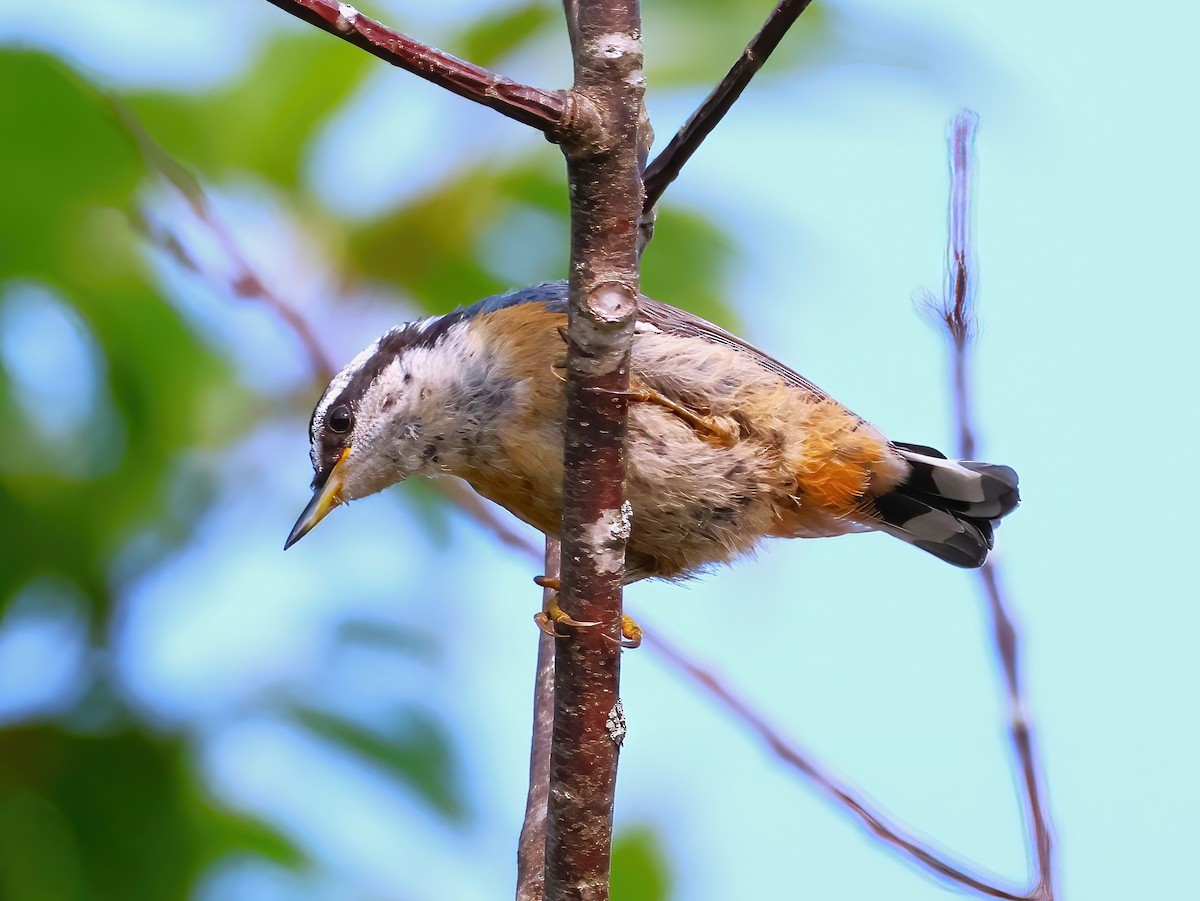 Red-breasted Nuthatch - ML640191028