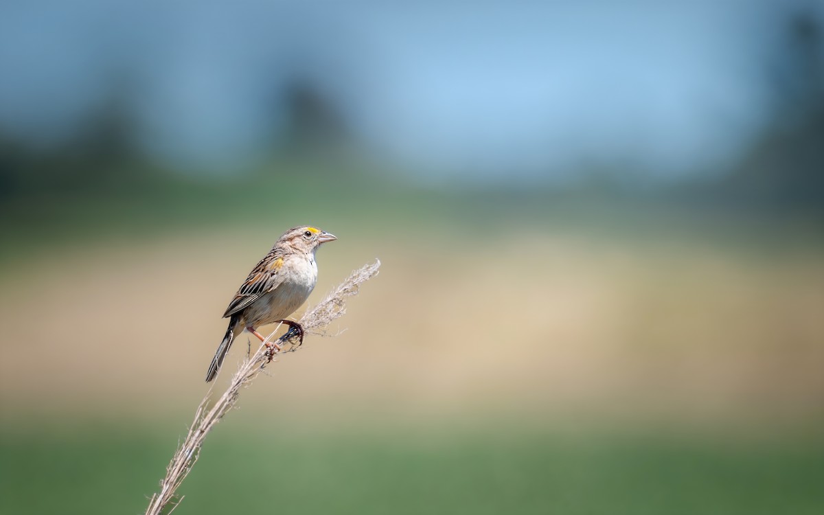 Grassland Sparrow - ML640191063