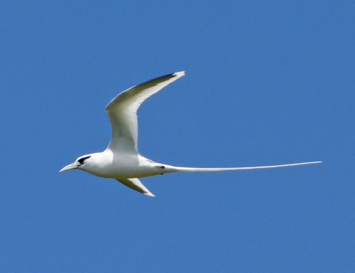 White-tailed Tropicbird - ML640191065