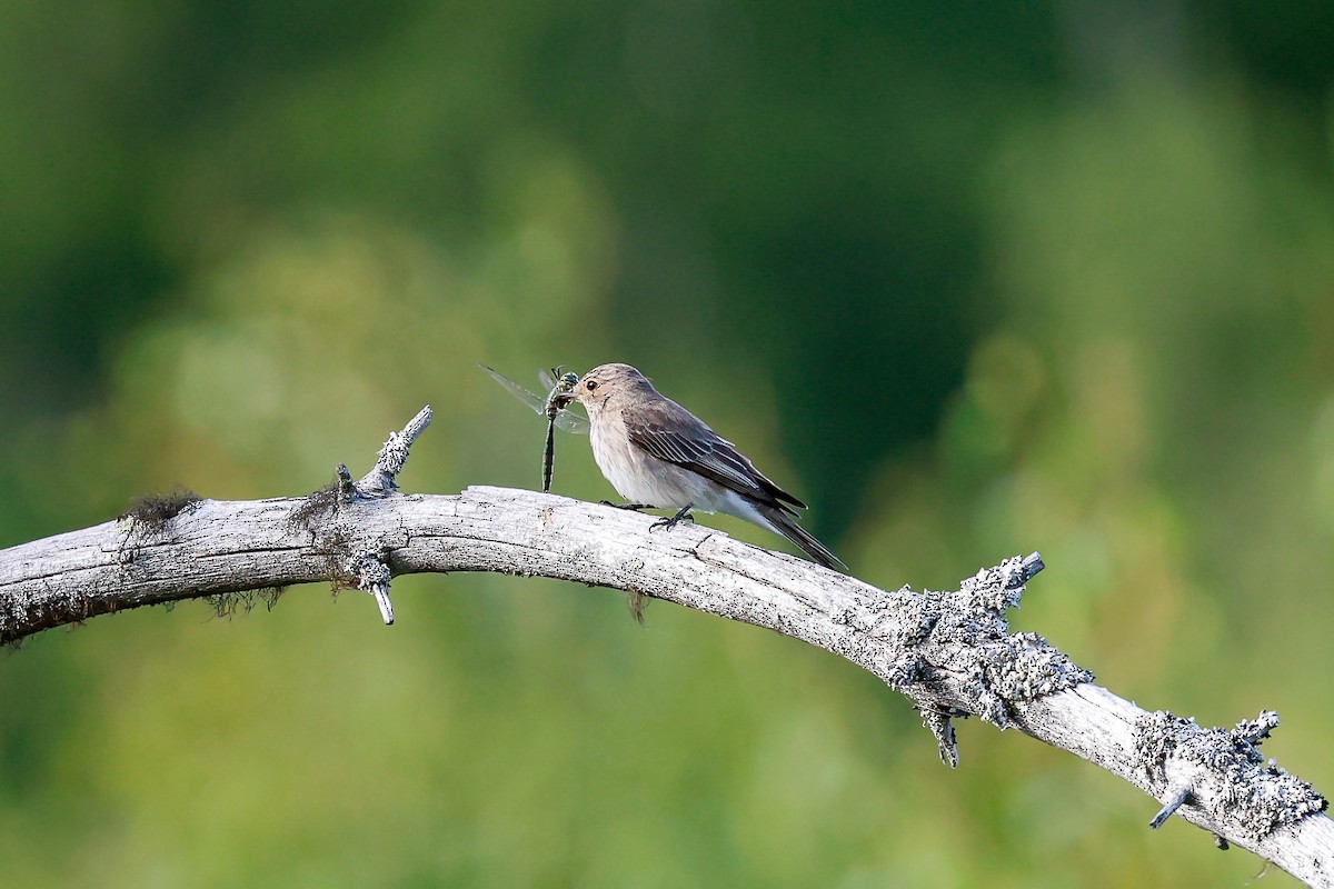 斑鶲 - ML640191068